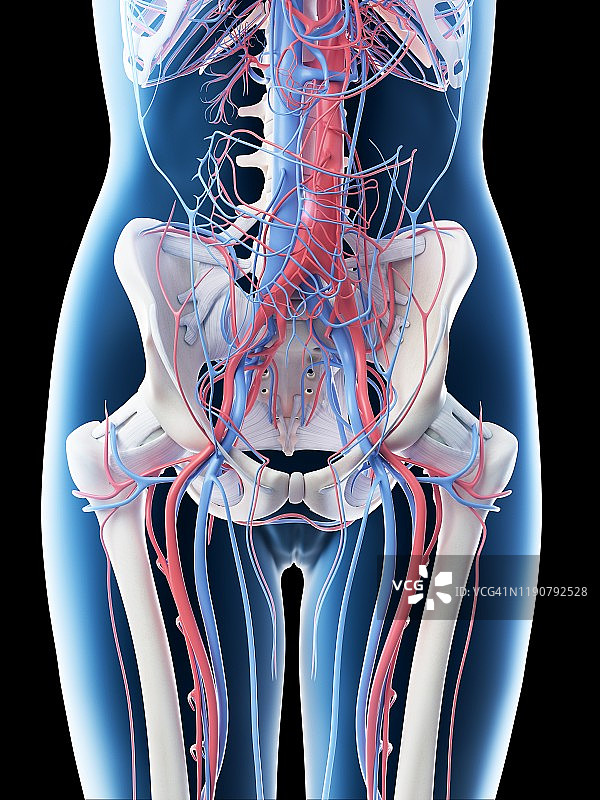 女性腹部血管系统图图片素材
