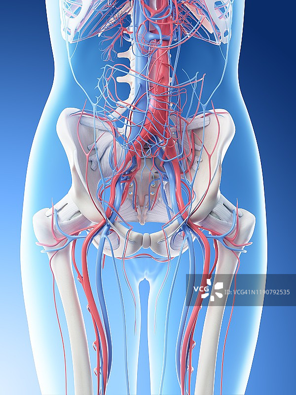 女性腹部血管系统图图片素材