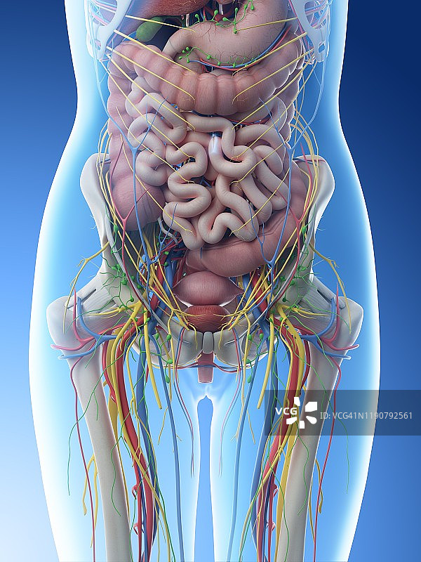 女性腹部解剖结构图图片素材