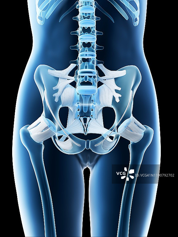 女性骨盆解剖结构图图片素材