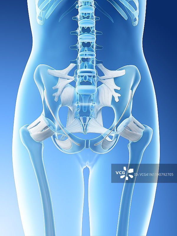 女性骨盆解剖结构图图片素材