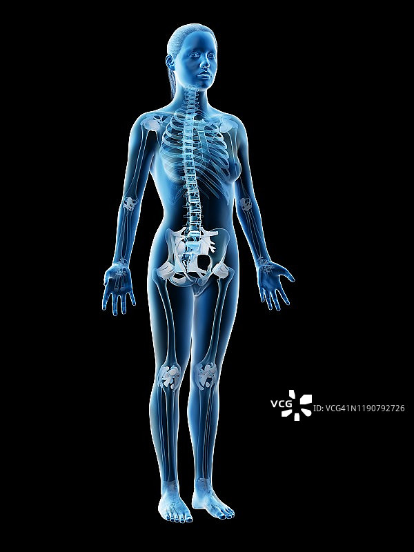 女性骨骼和韧带插图图片素材