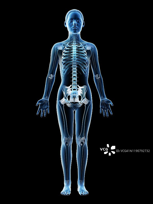 女性骨骼和韧带插图图片素材