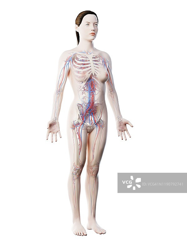女性血管系统示意图图片素材