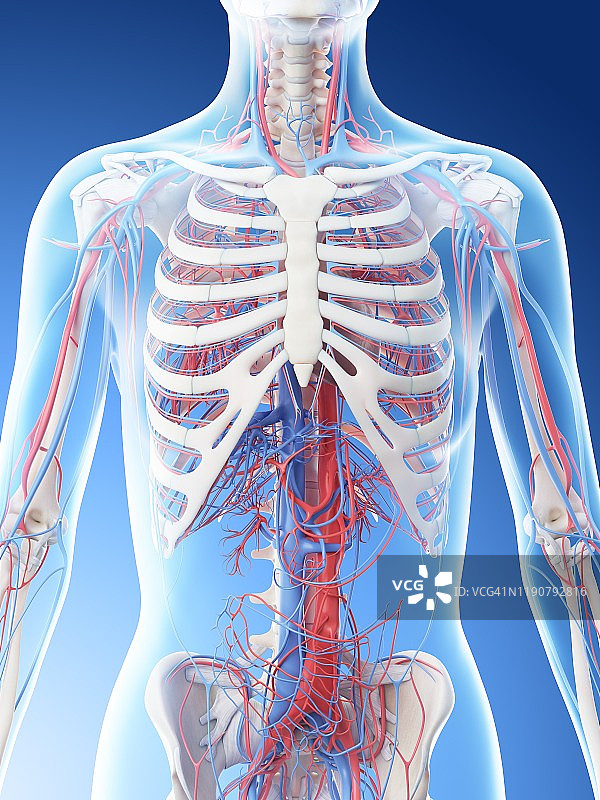 上身血管系统插图图片素材