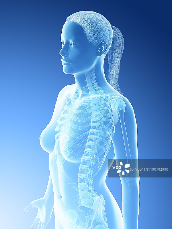 女性胸骨插图图片素材