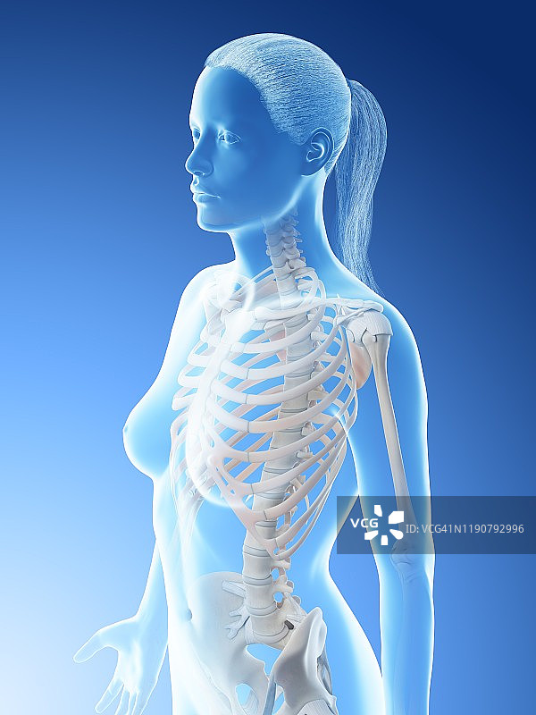 女性胸骨插图图片素材