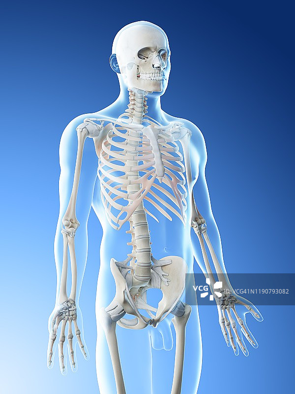 上半身骨骼图图片素材