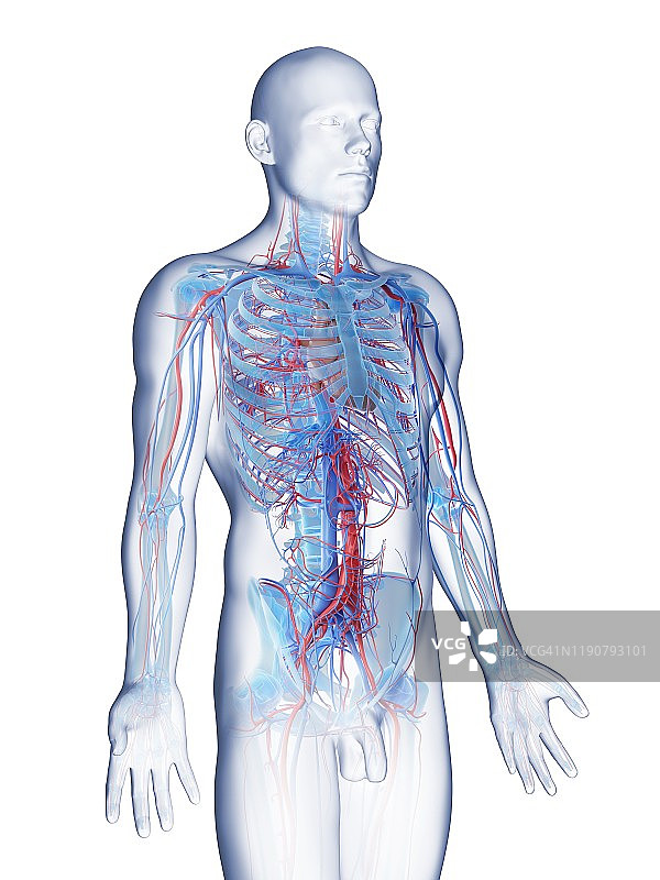 男性血管系统，图示图片素材
