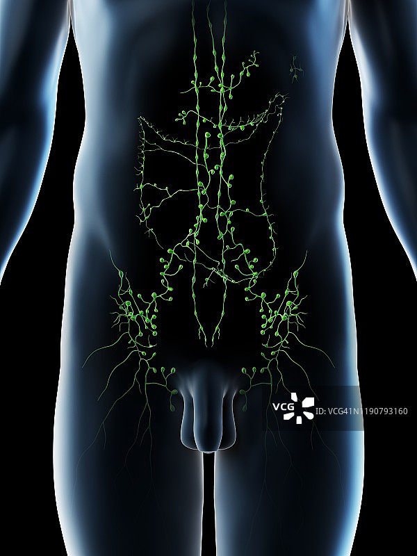 腹部淋巴结图示图片素材