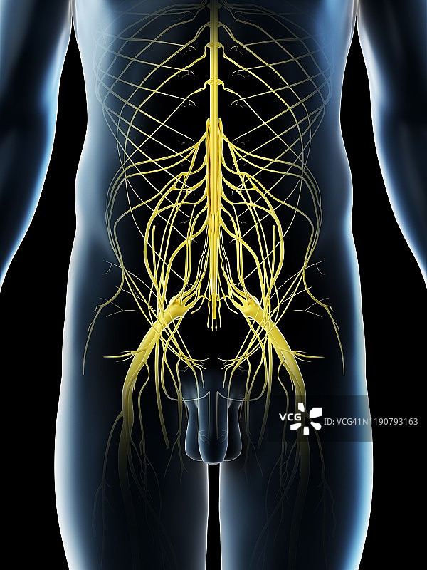 盆腔神经，图示图片素材