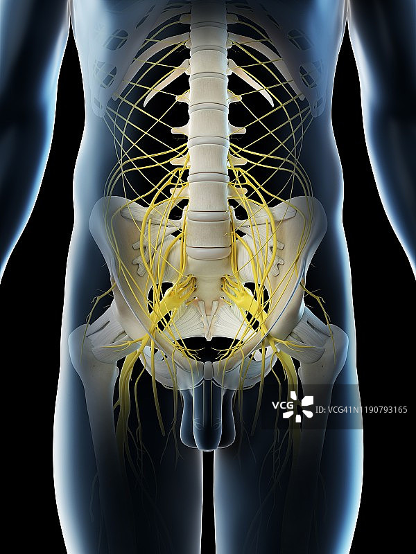 盆腔神经，图示图片素材