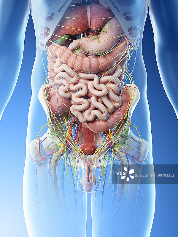 男性腹部器官图图片素材