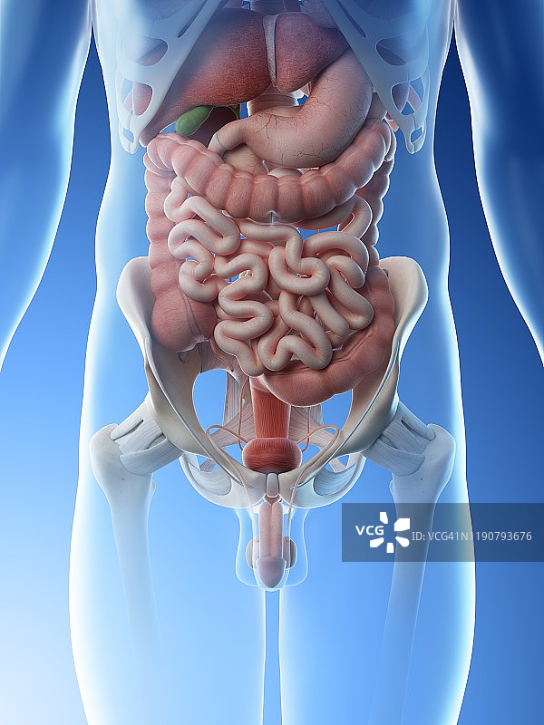 男性腹部器官图图片素材