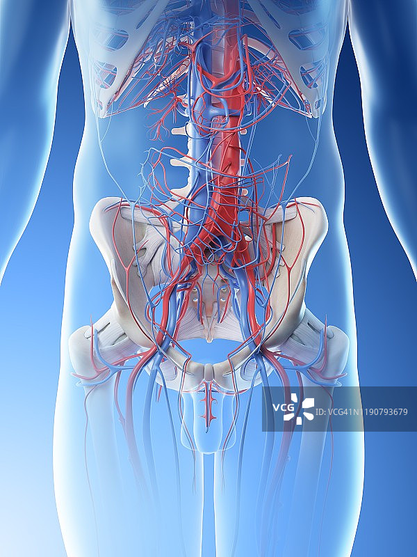 腹部血管插图图片素材