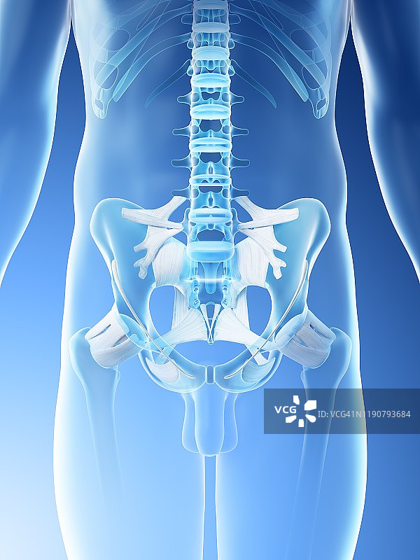 男性骨盆插图图片素材