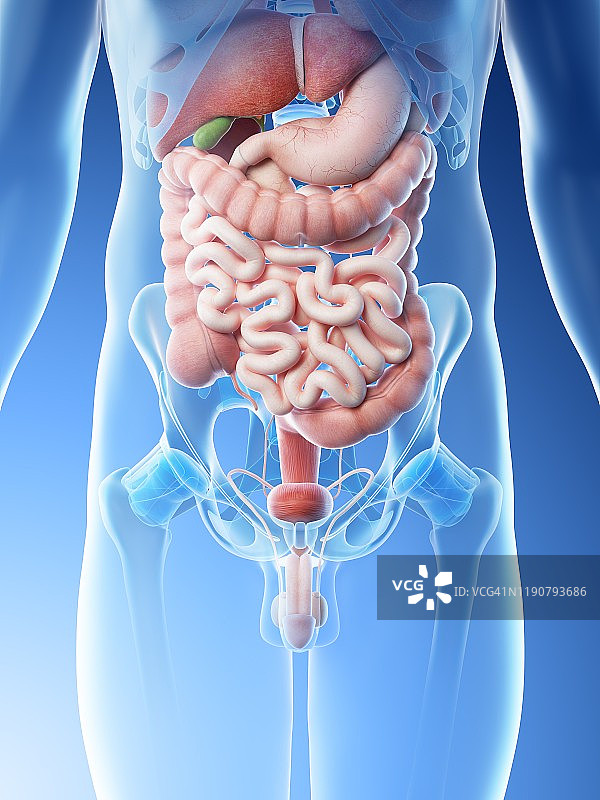 男性腹部器官图图片素材