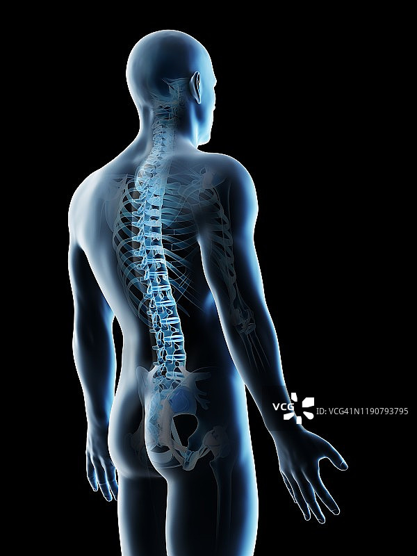 背部骨骼插图图片素材