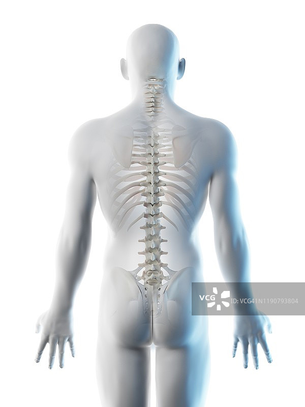背部骨骼插图图片素材