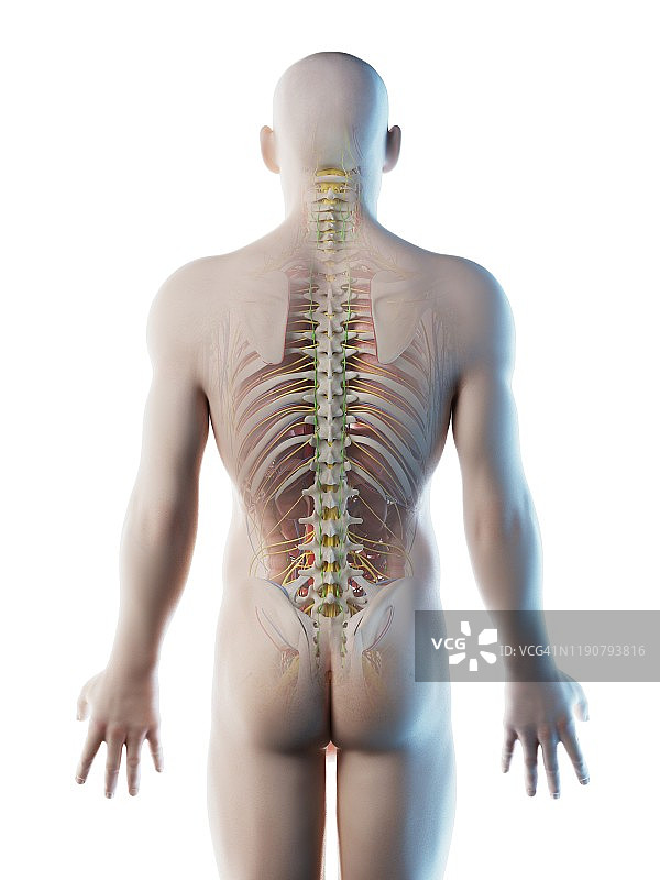 男人背部解剖结构插画图片素材