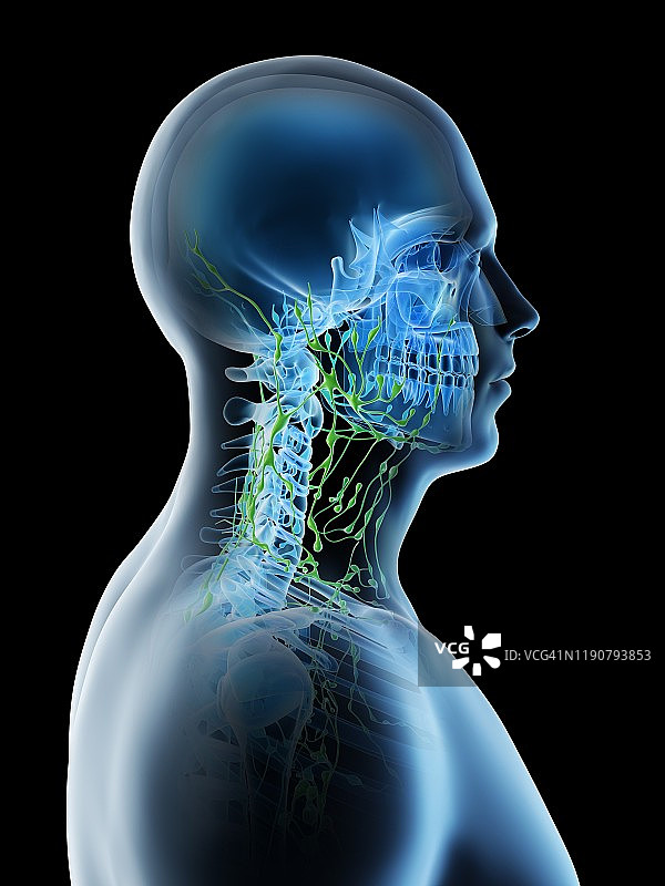 颈部淋巴结插图图片素材