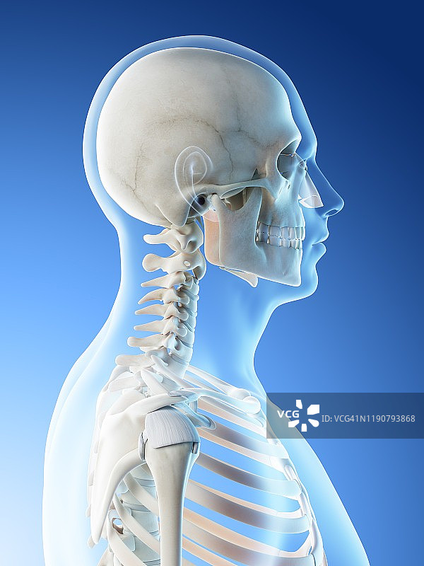 头部和颈部骨骼插图图片素材
