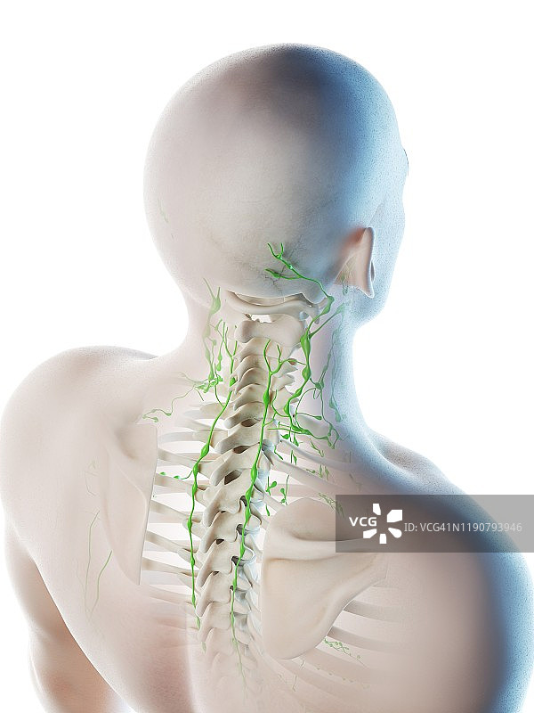 背部和颈部淋巴结图示图片素材