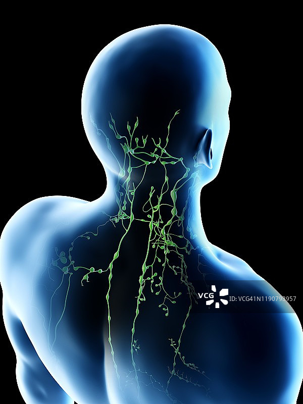 背部和颈部淋巴结图示图片素材