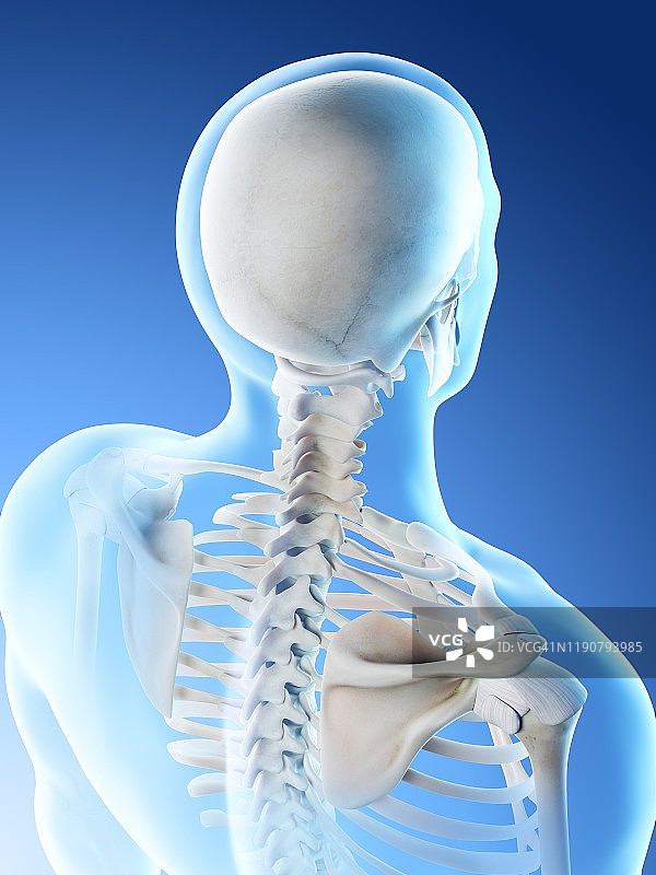 颈椎骨骼图图片素材