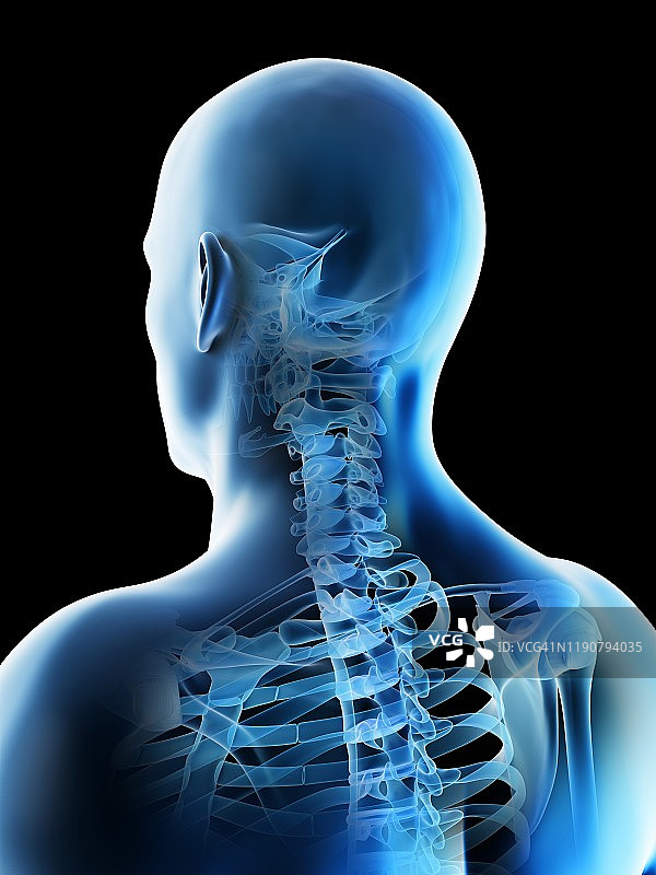 头部和颈部骨骼插图图片素材