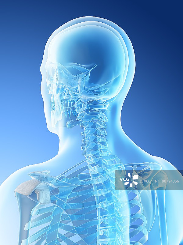 头部和颈部骨骼插图图片素材