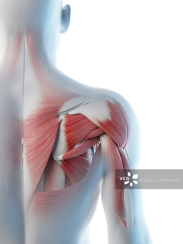 男性肩部解剖结构图图片素材