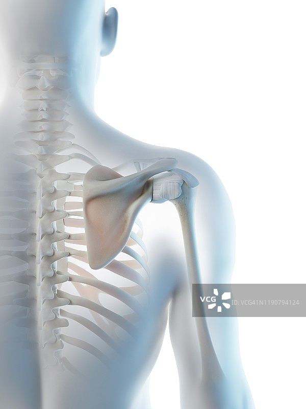 肩胛骨插图图片素材