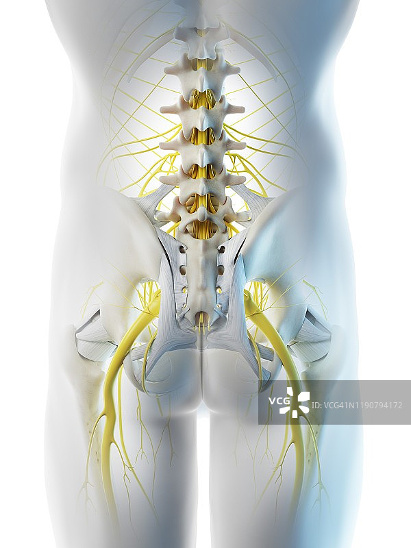 男性骨盆神经图图片素材
