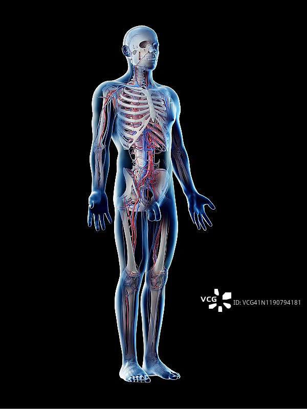 男性血管系统，图示图片素材