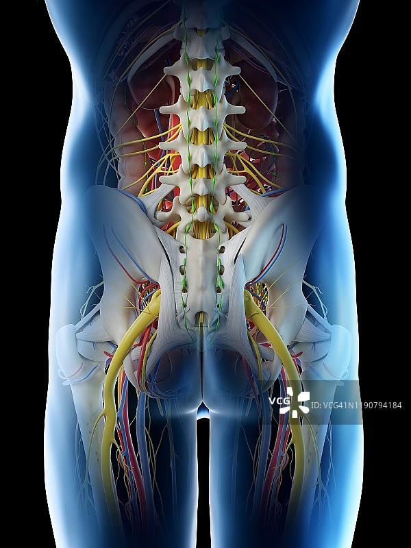 男性骨盆解剖结构图图片素材
