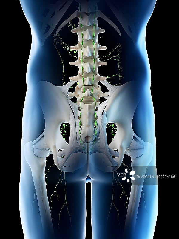 盆腔淋巴结图示图片素材