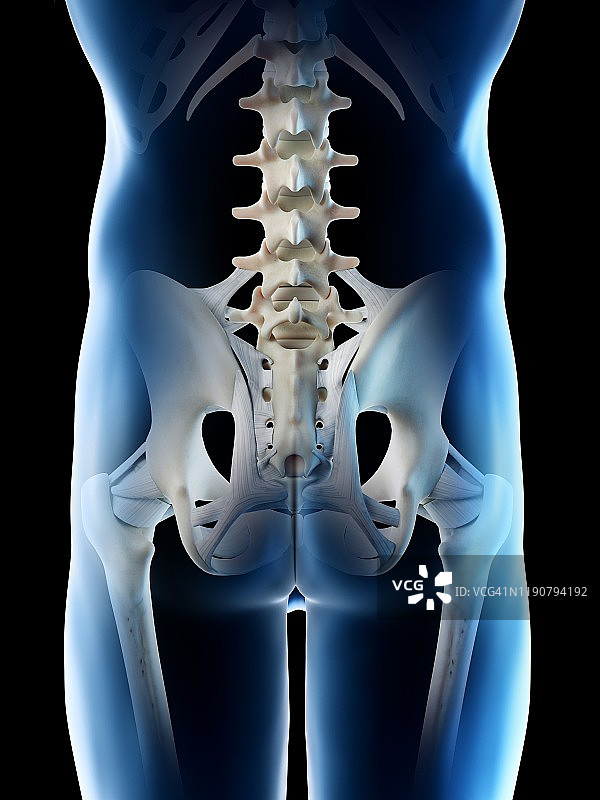 男人髋骨插图图片素材