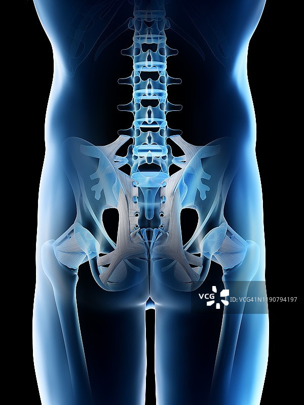 男人髋骨插图图片素材