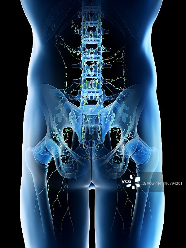 盆腔淋巴结图示图片素材