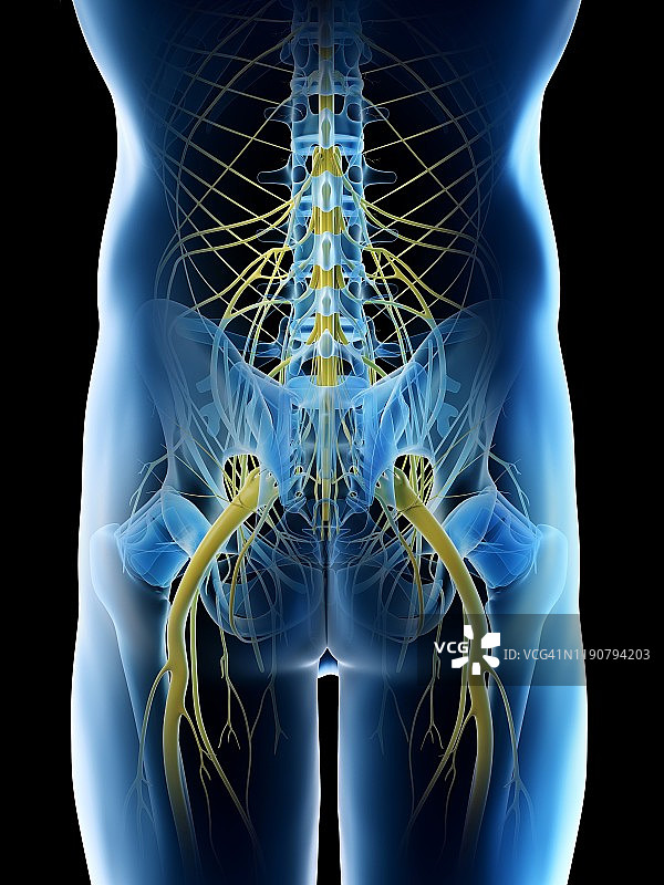 男性骨盆神经图图片素材