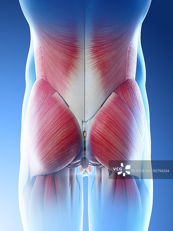 男性臀部肌肉图图片素材