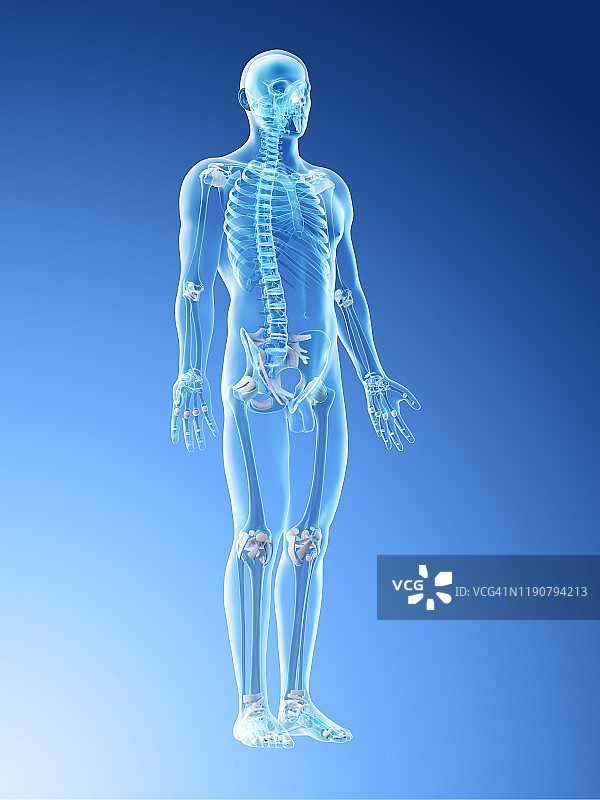男性骨骼和韧带插图图片素材