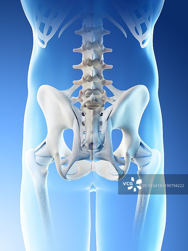 男人髋骨插图图片素材