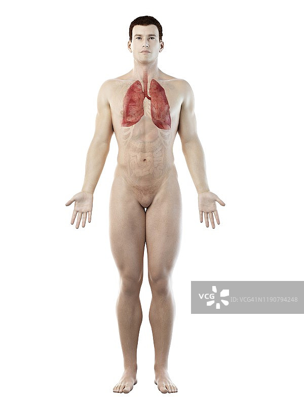 肺部解剖结构图图片素材