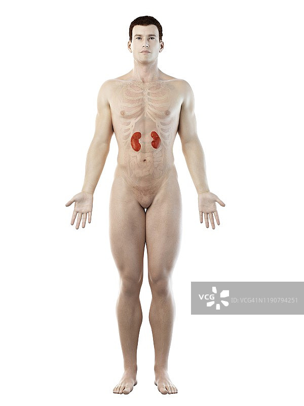 肾脏解剖结构图图片素材