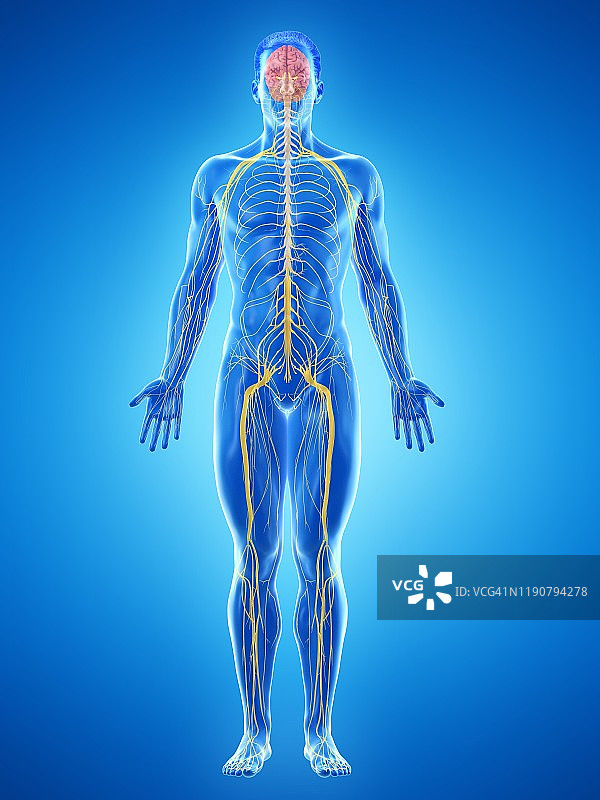神经系统,说明图片素材