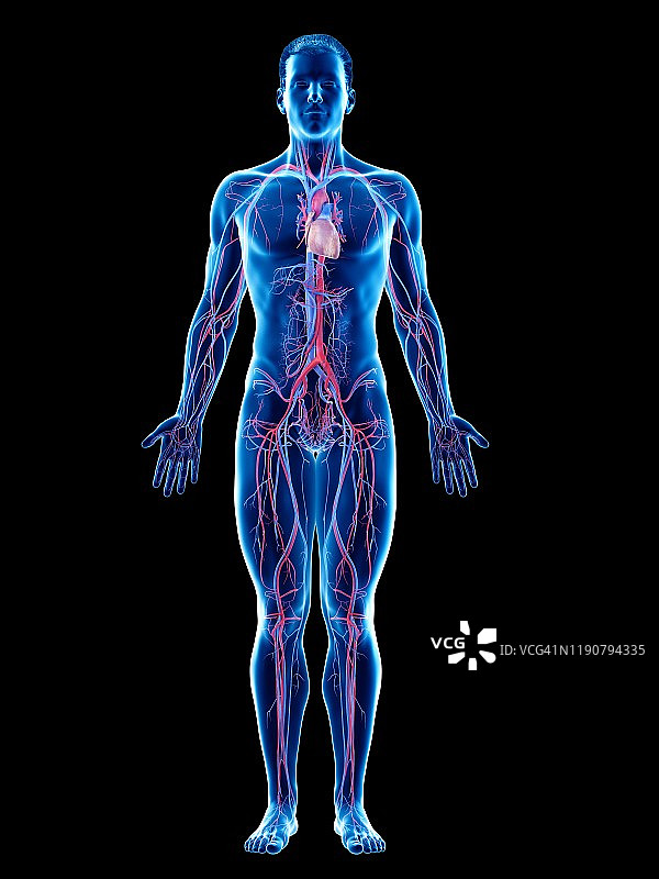 血管系统，图示图片素材