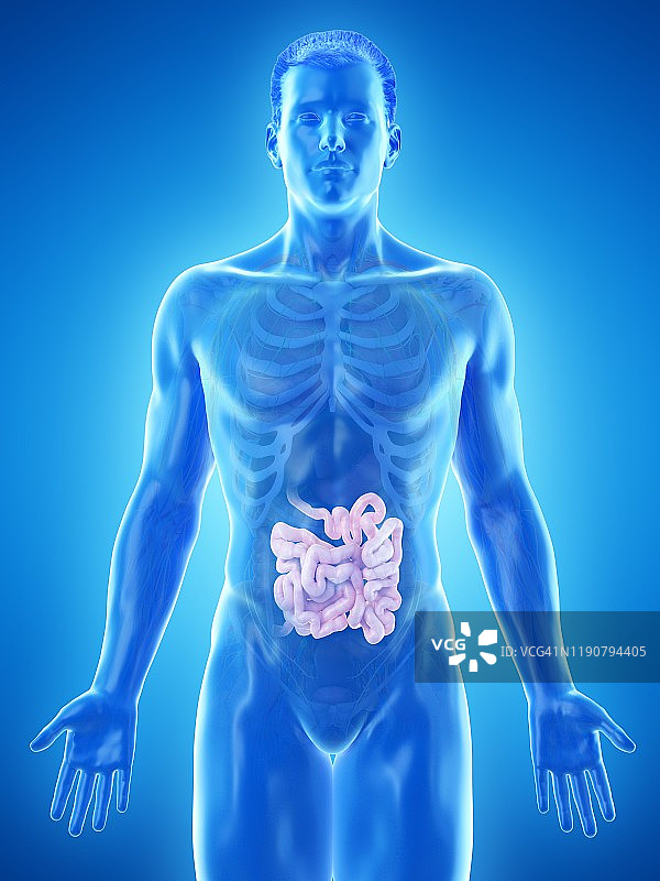 小肠、插图图片素材