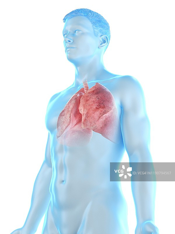 肺部解剖结构图图片素材